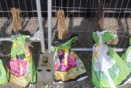 A bag containing 50 Field Maple whips - Please no