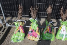 A bag containing 50 Sweet Chestnut whips - Please