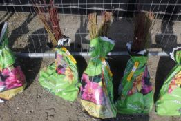A bag containing 50 Dog Wood whips - Please note