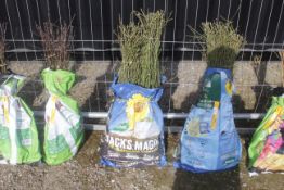 A bag containing 50 Field Roses - Please note thi