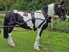 A horse shoe buckle style harness with collar to s