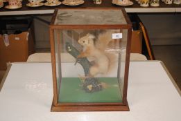 A cased and preserved red squirrel on a branch
