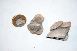 A trilobite fossil; a cluster of ammonite fossils