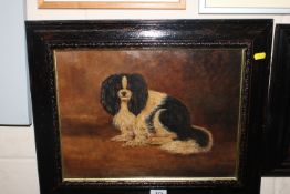 Unsigned oil on board study of a King Charles Span