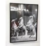 1 x Framed Photographic Wall Art Print of Dancing Horses - From a Luxury Furniture Retailer