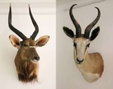 Zwei Tierpräparate, Nyala und Springbock