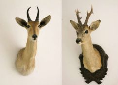 Zwei Tierpräparate, Rehbock und Bergriedbock