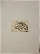 Joseph Beuys - Schafsskelett