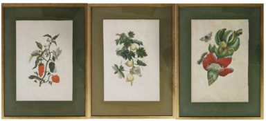 Maria Sibylla Merian- drei Blatt aus Metamorphosis