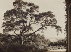 Albert Renger-Patzsch, Parklandschaft, Hamburg-Blankenese