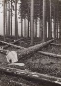 Albert Renger-Patzsch, Waldschlag, Arnsberger Wald