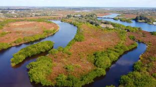 See the Palm Trees Sway in Charlotte County, Florida!