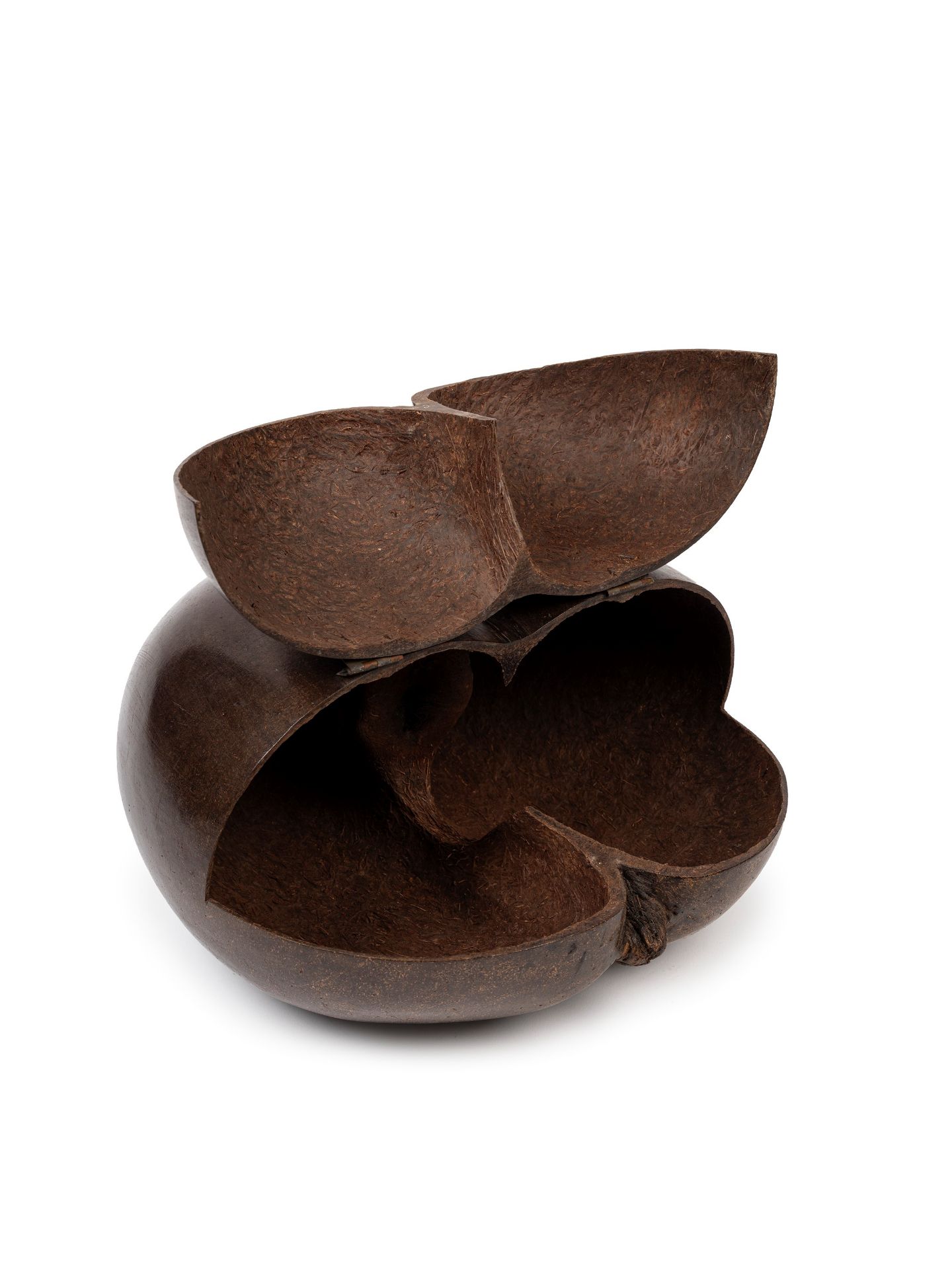 COCO DE MER, Seychelles, 19th / 20th centuries - Bild 2 aus 2