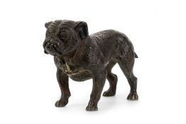 IN THE MANNER OF FRANZ XAVER BERGMAN, COLD PAINTED BRONZE BULLDOG, EARLY 20TH CENTURY