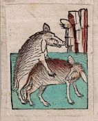 Mating boars , oldcolored woodcut 1497