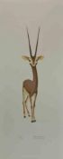 Alberto Mastroianni, Gazelle, Lithographie, 1970er