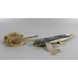 Konvolut Fischpräparate