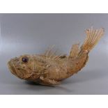 Drachenkopf Fischpräparat