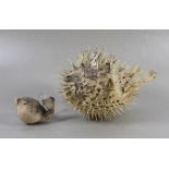 Konvolut Kugelfisch Präparate