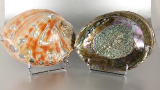 Konvolut beschliffene Muschelschalen