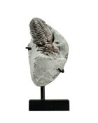 Trilobite Flexicalymene retrosa, USA (Richmond Formation, Indiana), Ordovicien (450 millions d'année