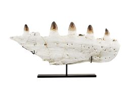 Mâchoire de reptile marin Prognathodon sp., Maroc, Crétacé (70 millions d'années), avec socle sur me