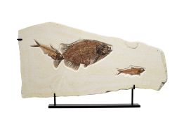 Poisson carnivore Phareodus, USA (Green River Formation, Wyoming), Éocène (50 millions d'années), av