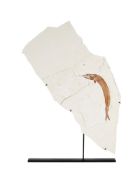 Poisson Aspidorhynchus, Allemagne (Solnhofen), Jurassique (150 millions d'années), avec socle sur me