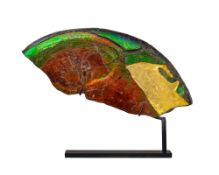 Fragment d'ammolite, Canada (Alberta), Crétacé supérieur (75-70 millions d'années), avec socle sur m