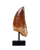 Dent de Carcharodontosaurus "le T-Rex africain", Maroc, Crétacé (100-93 millions d'années), avec soc