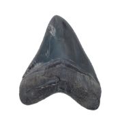 Dent de requin géant Charcharodon Megalodon, Caroline du Sud, Miocène (20 millions d'années), avec s