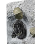 Trilobite Phacops rana et deux spirifères, USA (Silica Formation, Ohio), 18 x 13 x 8 cm Superbe P