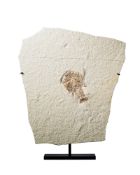 Eryon arctiformis, Allemagne (Solnhofen), Jurassique (155 millions d'années), avec socles sur mesure