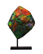 Fragment d'ammolite, Canada (Alberta), Crétacé supérieur (75-70 millions d'années), avec socle sur m