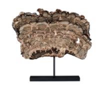 Plaque de stromatolites, USA (Green River Formation \- Wyoming), Éocène (50 millions d'années), avec