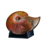 Ammonite Placenticeras Costatum, Crétacé supérieur, Campanien (70.6 - 83.5 millions d’années), USA (