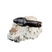 Dent de dinosaure Archaeodontosaurus _descouensis_, Madagascar, Jurassique (167 millions d'années),