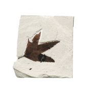Grande feuille de Platanus wyomingensis, USA (Green River Formation, Wyoming), Éocène (50 millions d
