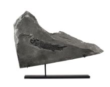 Poisson Thursius pholidotus, Écosse, Dévonien (380 millions d'années), avec socle sur mesure, 40 x 2