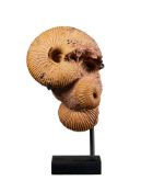 Bloc d'ammonites Macrocephalites sp., Suisse, Jurassique (164 millions d'années), avec socle sur mes