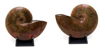 2 ammonites polies Placenticeras meeki, USA, Dakota du Sud (Pierre Shale), Crétacé supérieur (100,5