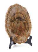 Tranche de bois fossilisée, Indonésie, Miocène (20-25 millions d'années), 19 x 16 cm , avec support