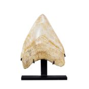 Dent de requin géant Carcharodon Megalodon, Java, Pliocène (5,3 - 2,5 millions d'années), avec socle