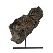 Oursin Archaeocidaris, USA (Winchell Formation, Texas), Carbonifère (300 millions d'années), avec so