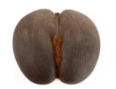 Coco de mer dit Coco fesse Lodoicea maldivica, état nature et non-poli avec les poils naturels dans