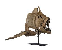 Monstre marin Xiphactinus audax, USA (Kansas), Crétacé supérieur (100-66 millions d'années), h. 95 c