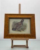 A collection of framed prints comprising, A Study of a Tetrao Urogallus Capercaillie, in a glazed