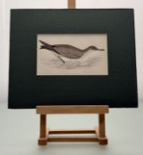 A series of four unframed British Birds hand-coloured engravings by Francis Orpen Morris (1810-1893)