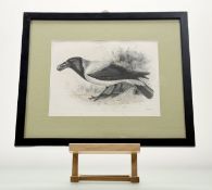 Lilian Marguerite Medland (British 1880-1955), Hooded Crow, gravure, in a glazed frame, spotting