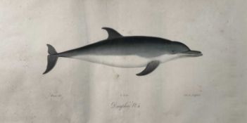 Jean Charles Werner (1791-1849) hand coloured lithograph of a dolphin, 18cm x 37cm,